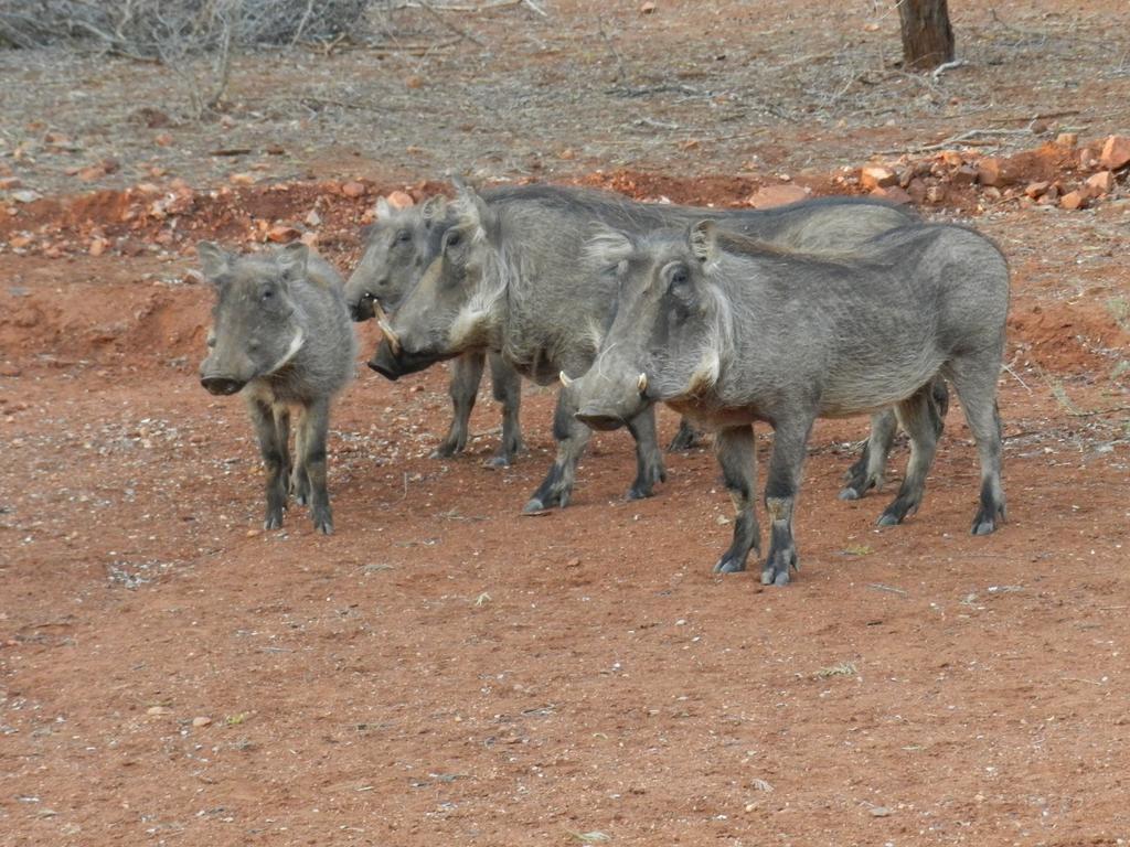 Genet House Holiday Home Marloth Park Eksteriør bilde