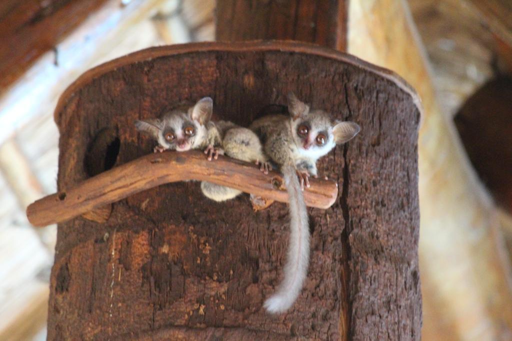 Genet House Holiday Home Marloth Park Eksteriør bilde