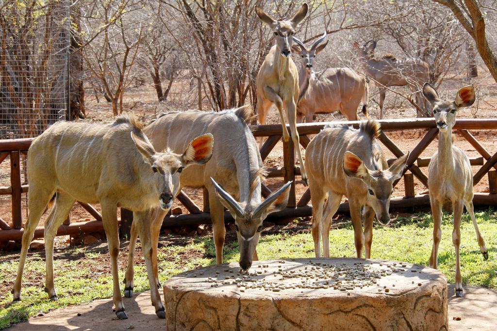 Genet House Holiday Home Marloth Park Eksteriør bilde